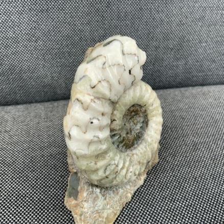 Aegasteroceras Polished Ammonite From Scunthorpe Stone Treasures Fossils4sale