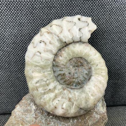 Aegasteroceras Polished Ammonite From Scunthorpe Stone Treasures Fossils4sale