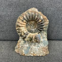 Aegasteroceras Sp Fossil Ammonite, Scunthorpe, England. Lower Lias, Lower Jurassic, 200 Million Years Old.