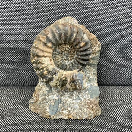 Aegasteroceras Sp Fossil Ammonite, Scunthorpe, England. Lower Lias, Lower Jurassic, 200 Million Years Old.