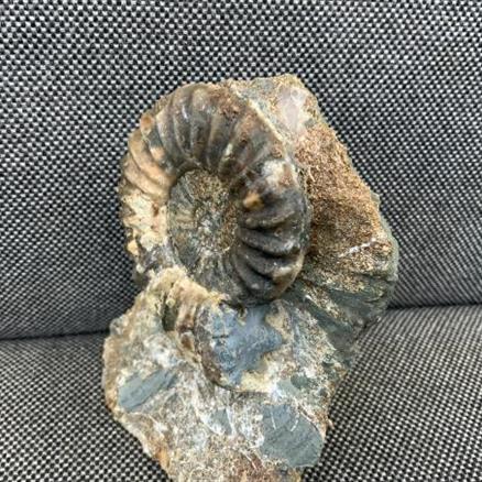 Aegasteroceras Sp Fossil Ammonite, Scunthorpe, England. Lower Lias, Lower Jurassic, 200 Million Years Old.