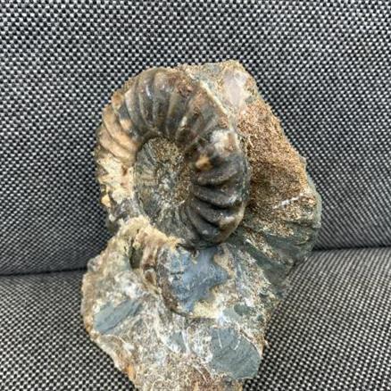 Eparietites Polished Ammonite Frodingham Ironstone Scunthorpe UK Stone Treasures Fossils4sale