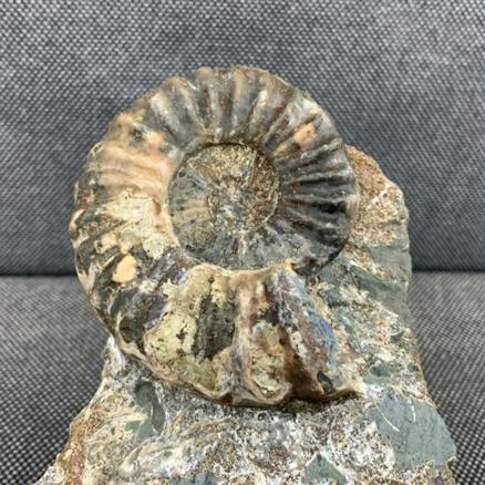 Eparietites Polished Ammonite Frodingham Ironstone Scunthorpe UK Stone Treasures Fossils4sale