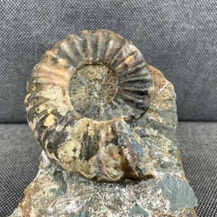 Aegasteroceras Sp Fossil Ammonite, Scunthorpe, England. Lower Lias, Lower Jurassic, 200 Million Years Old.