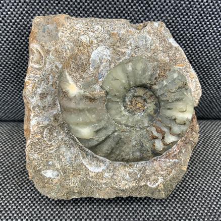 Aegasteroceras Sp Fossil Ammonite, Scunthorpe, England. Lower Lias, Lower Jurassic, 200 Million Years Old.