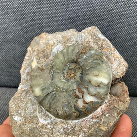 Aegasteroceras Sp Fossil Ammonite, Scunthorpe, England. Lower Lias, Lower Jurassic, 200 Million Years Old.