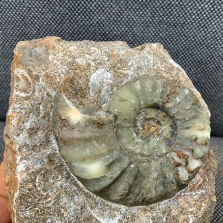 Aegasteroceras Sp Fossil Ammonite, Scunthorpe, England. Lower Lias, Lower Jurassic, 200 Million Years Old.