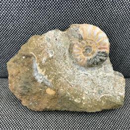 Aegasteroceras Polished Ammonite From Scunthorpe  Stone Treasures Fossils4sale