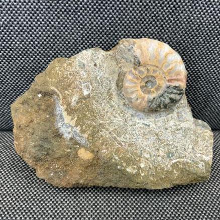 Aegasteroceras Sp Fossil Ammonite, Scunthorpe, England. Lower Lias, Lower Jurassic, 200 Million Years Old. Stone Treasures Fossils4sale