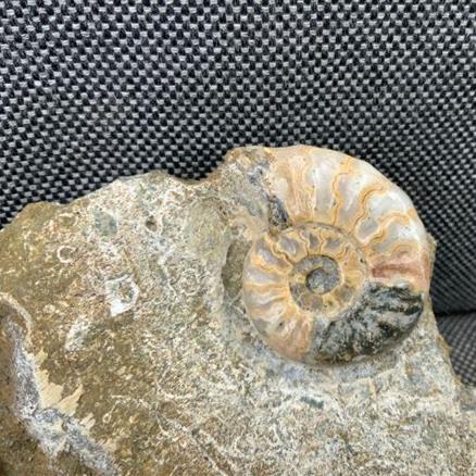 Aegasteroceras Polished Ammonite From Scunthorpe Stone Treasures Fossils4sale