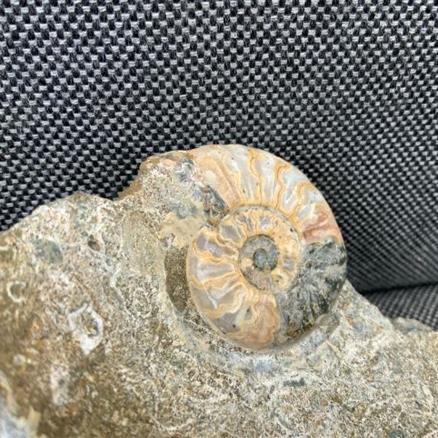 Aegasteroceras Polished Ammonite From Scunthorpe Stone Treasures Fossils4sal