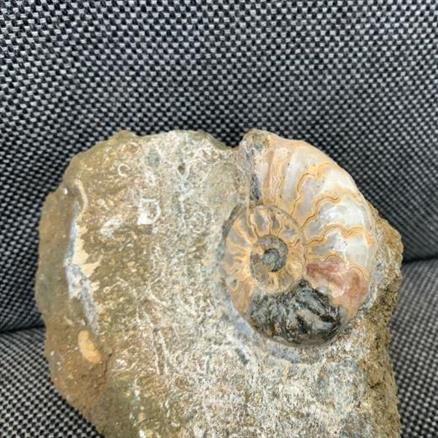 Aegasteroceras Polished Ammonite From Scunthorpe Stone Treasures Fossils4sal