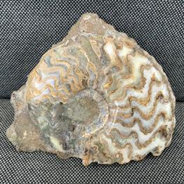 Eparietites Polished Ammonite Frodingham Ironstone Scunthorpe UK Stone Treasures Fossils4sale