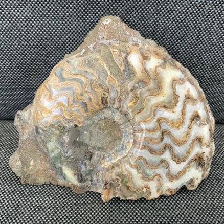 Eparietites sp Polished Ammonite Frodingham Ironstone Scunthorpe, England. Lower Lias, Lower Jurassic, 200 Million Years Old.Stone Treasures Fossils4sale