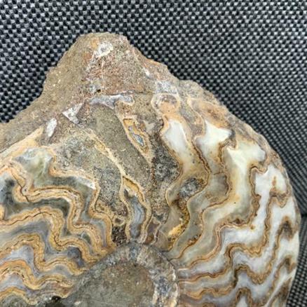 Eparietites Polished Ammonite Frodingham Ironstone Scunthorpe UK Stone Treasures Fossils4sale