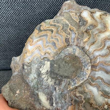 Eparietites Polished Ammonite Frodingham Ironstone Scunthorpe UK Stone Treasures Fossils4sale