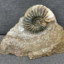 Aegasteroceras Sp Fossil Ammonite, Scunthorpe, England. Lower Lias, Lower Jurassic, 200 Million Years Old.