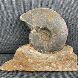 Eparietites Sp Fossil Ammonite, Scunthorpe, England. Lower Lias, Lower Jurassic, 200 Million Years Old.Stone Treasures Fossils4sale
