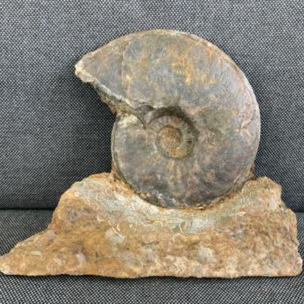 Eparietites Sp Fossil Ammonite, Scunthorpe, England. Lower Lias, Lower Jurassic, 200 Million Years Old. Stone Treasures Fossils4sale