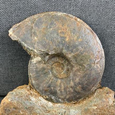 Eparietites Sp Fossil Ammonite, Scunthorpe, England. Lower Lias, Lower Jurassic, 200 Million Years Old.Stone Treasures Fossils4sale