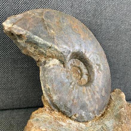 Eparietites Sp Fossil Ammonite, Scunthorpe, England. Lower Lias, Lower Jurassic, 200 Million Years Old.Stone Treasures Fossils4sale