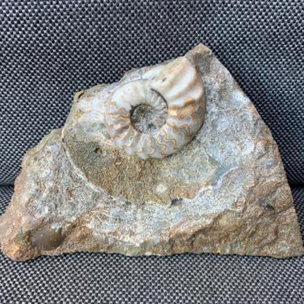 Aegasteroceras Sp Polished Fossil Ammonite, Scunthorpe, England. Lower Lias, Lower Jurassic, 200 Million Years Old.