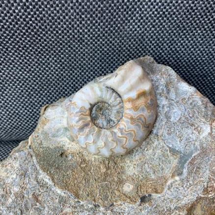 Aegasteroceras Sp Polished Fossil Ammonite, Scunthorpe, England. Lower Lias, Lower Jurassic, 200 Million Years Old.