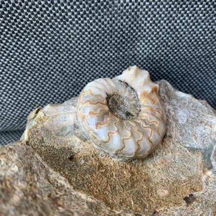 Aegasteroceras Sp Polished Fossil Ammonite, Scunthorpe, England. Lower Lias, Lower Jurassic, 200 Million Years Old.