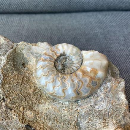 Aegasteroceras Sp Polished Fossil Ammonite, Scunthorpe, England. Lower Lias, Lower Jurassic, 200 Million Years Old.