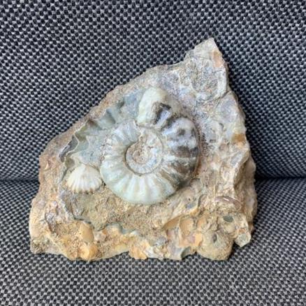 Aegasteroceras Sp Polished Fossil Ammonite, Scunthorpe, England. Lower Lias, Lower Jurassic, 200 Million Years Old.