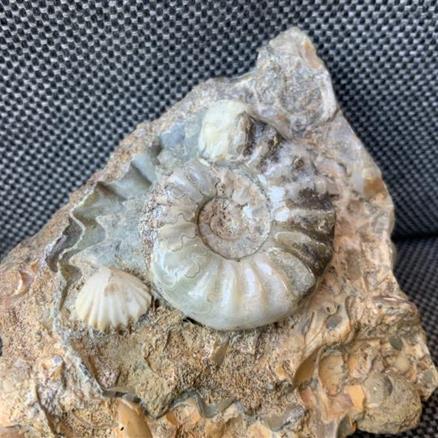 Aegasteroceras Sp Polished Fossil Ammonite, Scunthorpe, England. Lower Lias, Lower Jurassic, 200 Million Years Old.