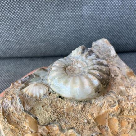 Aegasteroceras Sp Polished Fossil Ammonite, Scunthorpe, England. Lower Lias, Lower Jurassic, 200 Million Years Old.