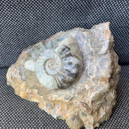 Aegasteroceras Sp Polished Fossil Ammonite, Scunthorpe, England. Lower Lias, Lower Jurassic, 200 Million Years Old.