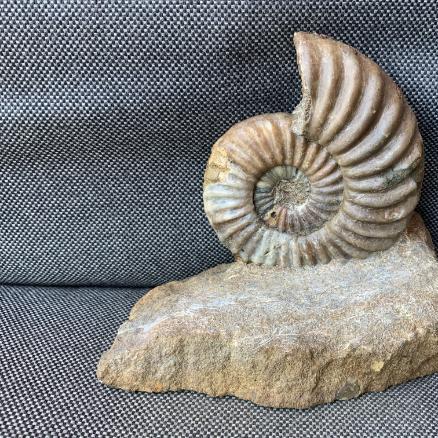 Aegasteroceras Sp Fossil Ammonite, Scunthorpe, England. Lower Lias, Lower Jurassic, 200 Million Years Old.