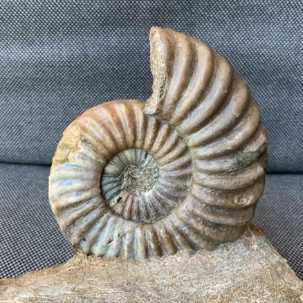 Aegasteroceras Sp Fossil Ammonite, Scunthorpe, England. Lower Lias, Lower Jurassic, 200 Million Years Old