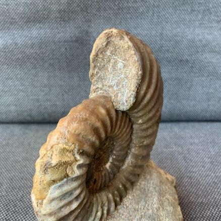 Aegasteroceras Sp Fossil Ammonite, Scunthorpe, England. Lower Lias, Lower Jurassic, 200 Million Years Old