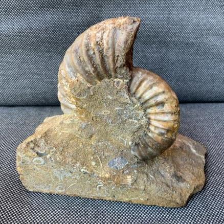 Aegasteroceras Sp Fossil Ammonite, Scunthorpe, England. Lower Lias, Lower Jurassic, 200 Million Years Old