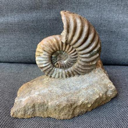 Aegasteroceras Sp Fossil Ammonite, Scunthorpe, England. Lower Lias, Lower Jurassic, 200 Million Years Old