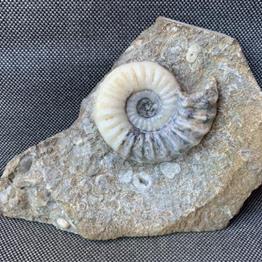 Aegasteroceras Sp Polished Fossil Ammonite, Scunthorpe, England. Lower Lias, Lower Jurassic, 200 Million Years Old.