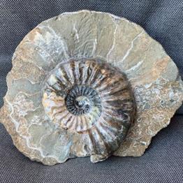 Aegasteroceras Sp Polished Fossil Ammonite, Scunthorpe, England. Lower Lias, Lower Jurassic, 200 Million Years Old.