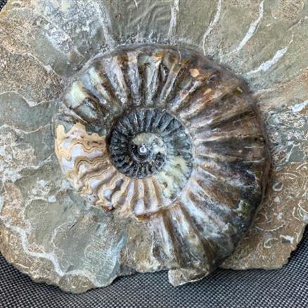 Aegasteroceras Sp Polished Fossil Ammonite, Scunthorpe, England. Lower Lias, Lower Jurassic, 200 Million Years Old.