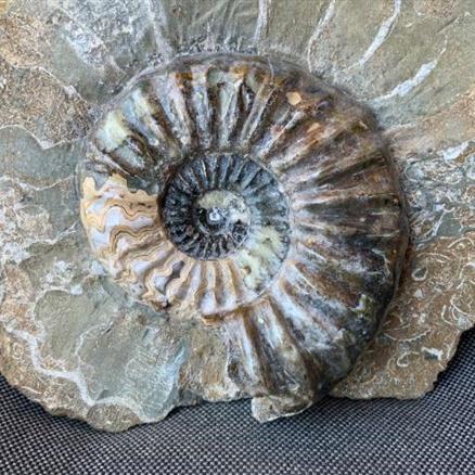 Aegasteroceras Sp Polished Fossil Ammonite, Scunthorpe, England. Lower Lias, Lower Jurassic, 200 Million Years Old.