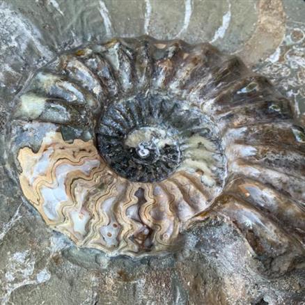 Aegasteroceras Sp Polished Fossil Ammonite, Scunthorpe, England. Lower Lias, Lower Jurassic, 200 Million Years Old.