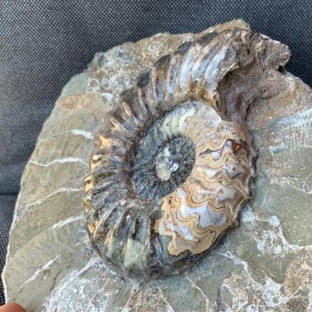 Aegasteroceras Sp Polished Fossil Ammonite, Scunthorpe, England. Lower Lias, Lower Jurassic, 200 Million Years Old.