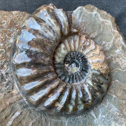 Aegasteroceras Sp Polished Fossil Ammonite, Scunthorpe, England. Lower Lias, Lower Jurassic, 200 Million Years Old.