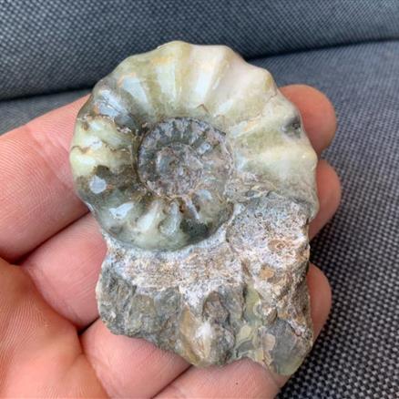 Aegasteroceras Sp Polished Fossil Ammonite, Scunthorpe, England. Lower Lias, Lower Jurassic, 200 Million Years Old.