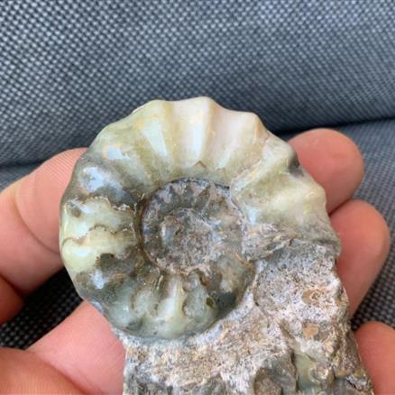 Aegasteroceras Sp Polished Fossil Ammonite, Scunthorpe, England. Lower Lias, Lower Jurassic, 200 Million Years Old.