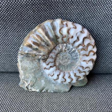 Aegasteroceras Sp Polished Fossil Ammonite, Scunthorpe, England. Lower Lias, Lower Jurassic, 200 Million Years Old.