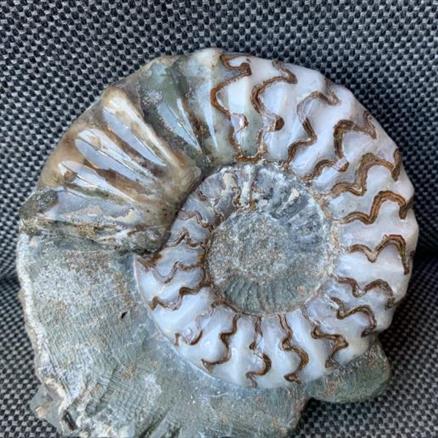 Aegasteroceras Sp Polished Fossil Ammonite, Scunthorpe, England. Lower Lias, Lower Jurassic, 200 Million Years Old.