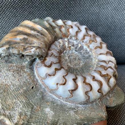 Aegasteroceras Sp Polished Fossil Ammonite, Scunthorpe, England. Lower Lias, Lower Jurassic, 200 Million Years Old.